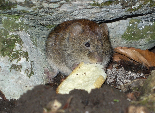 Piccolo roditore. Arvicola rossastra